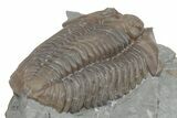 Bargain, Prone Flexicalymene Trilobite - Mt Orab, Ohio #216684-3